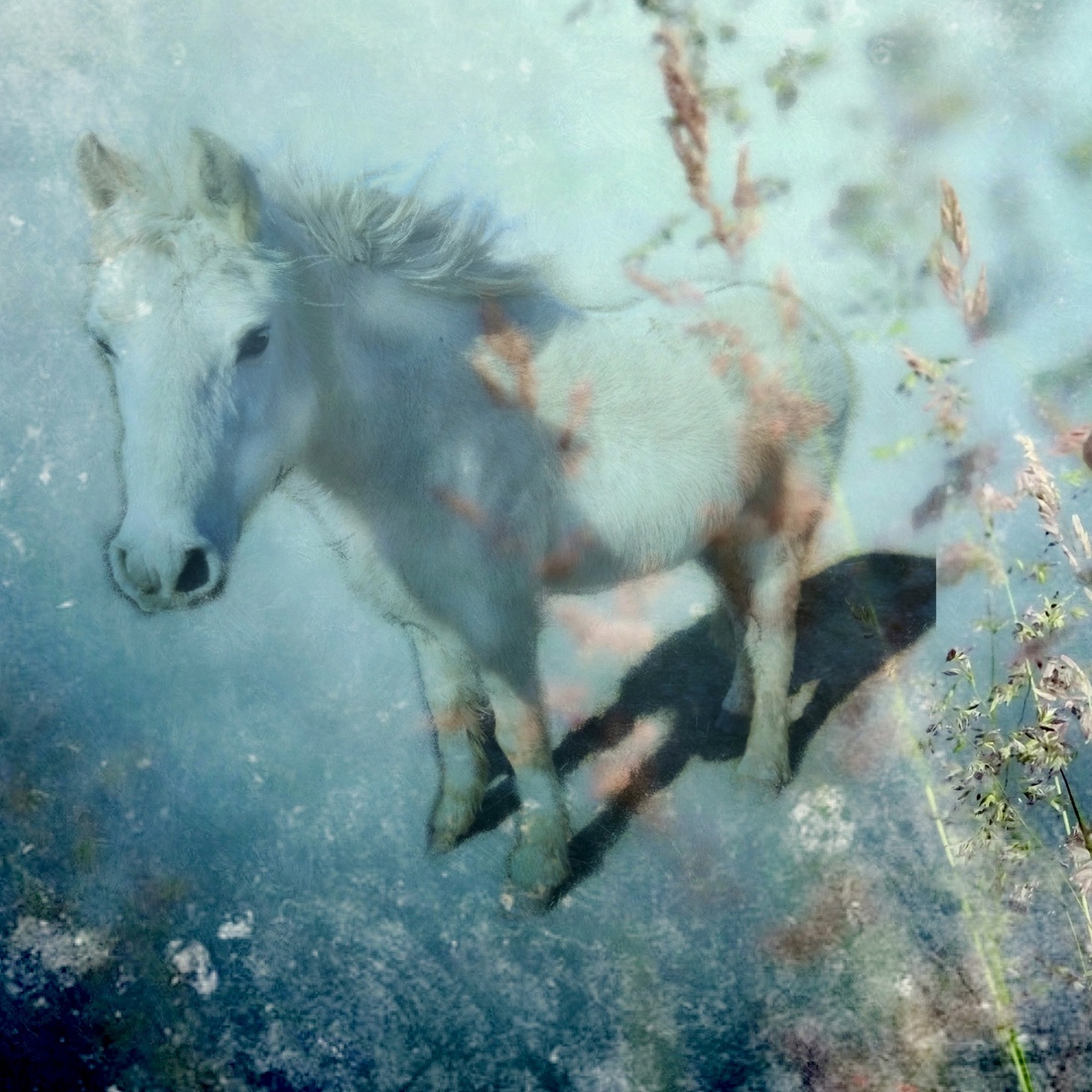 Pony in blauw
