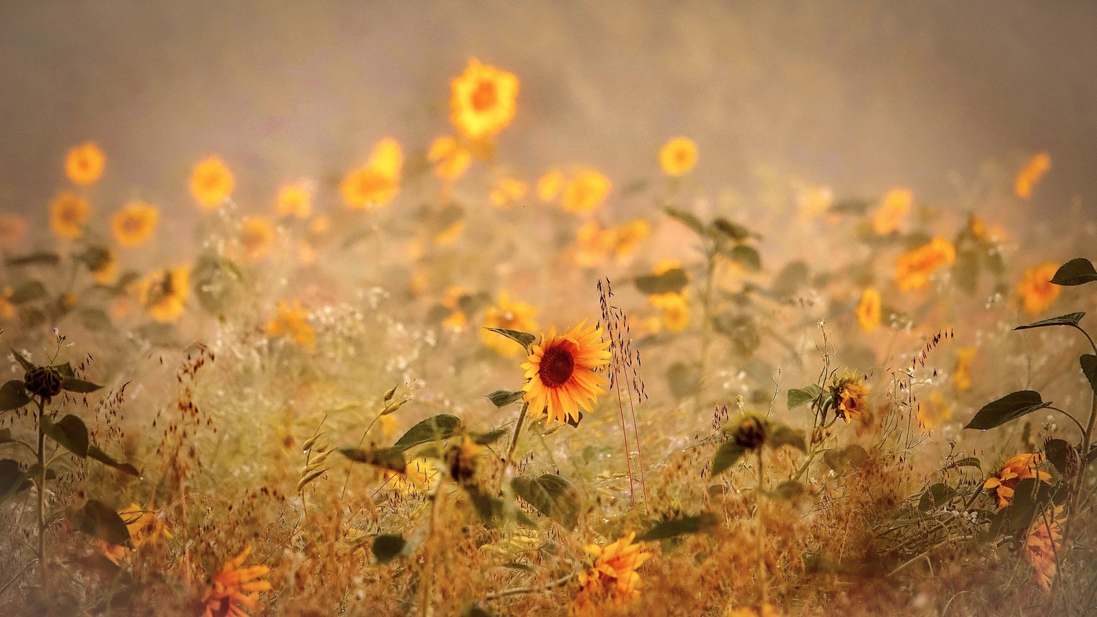 Zonnebloemen