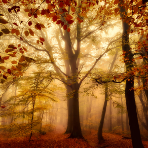 Foto’s natuur landschap bos 