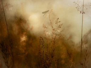 Foto’s natuur macro
