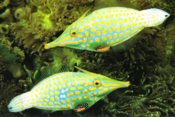 ongelovelijk bizar!!