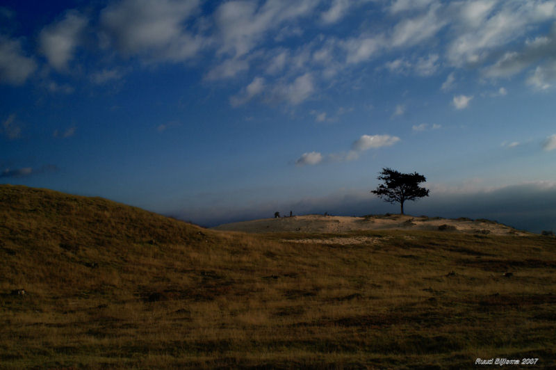 Lonely tree.