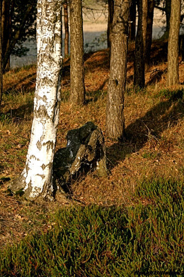Colors in the forrest.