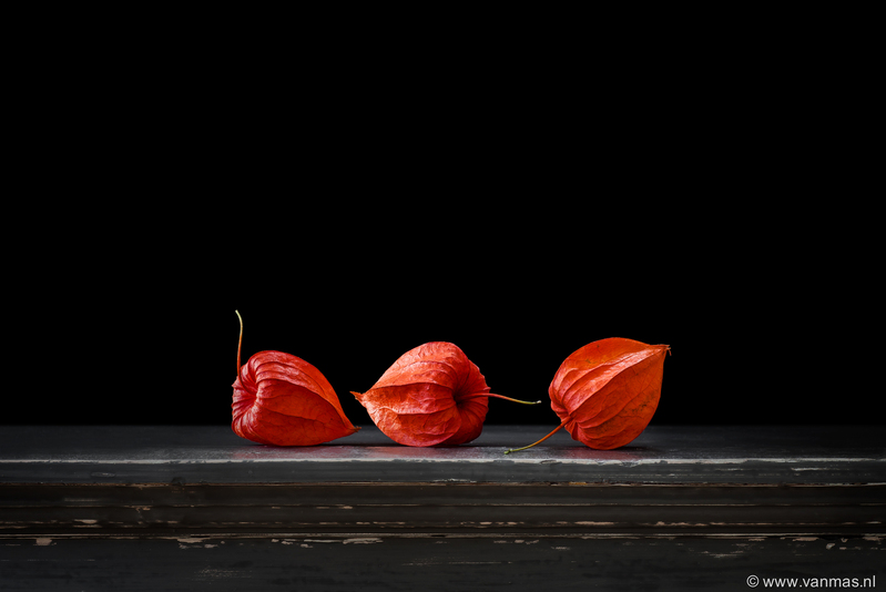 Stilleven met physalis