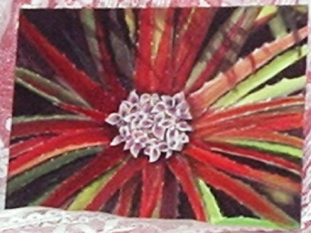 Bromelia Bromado