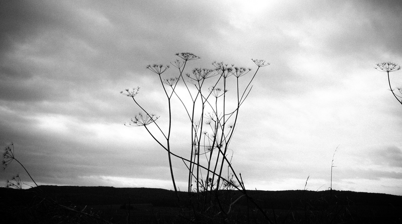 Schermbloemen in winter