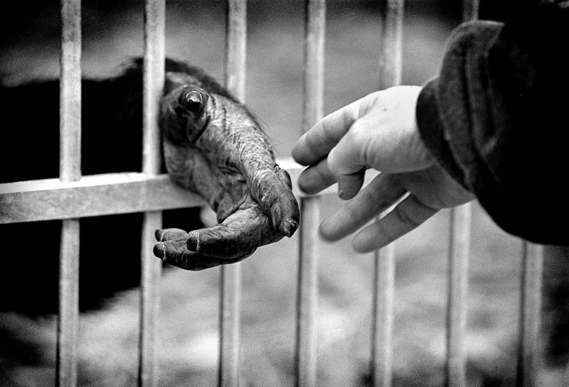 Handen van aap en mens