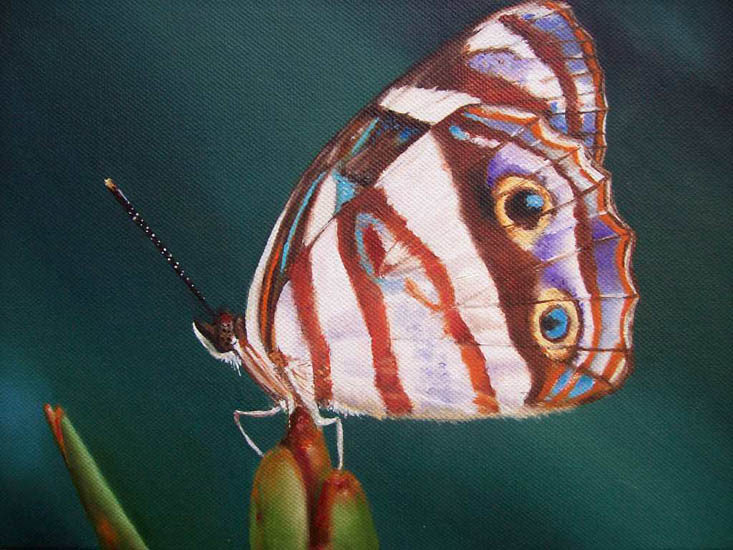 Zuid-Amerikaanse parelmoervlinder