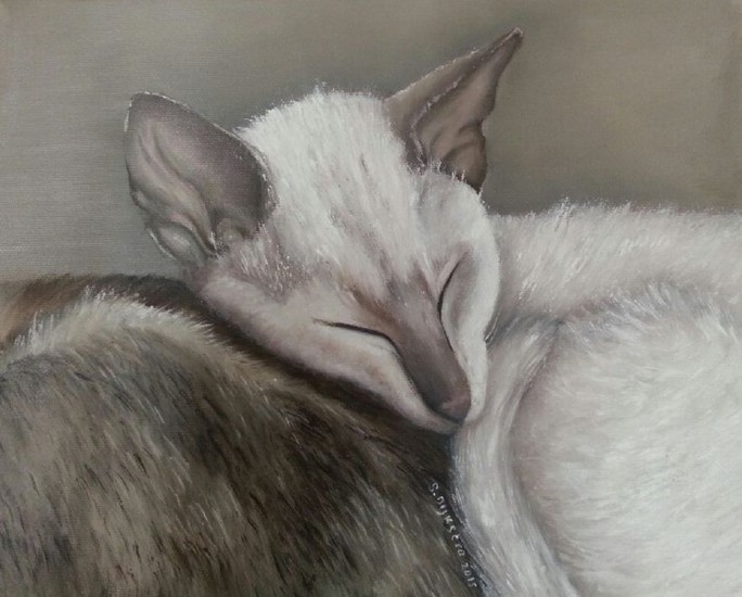 Siamees - lilac point