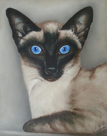 Siamees - seal point