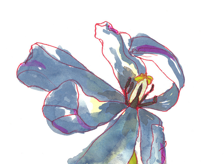 Blauwe tulp