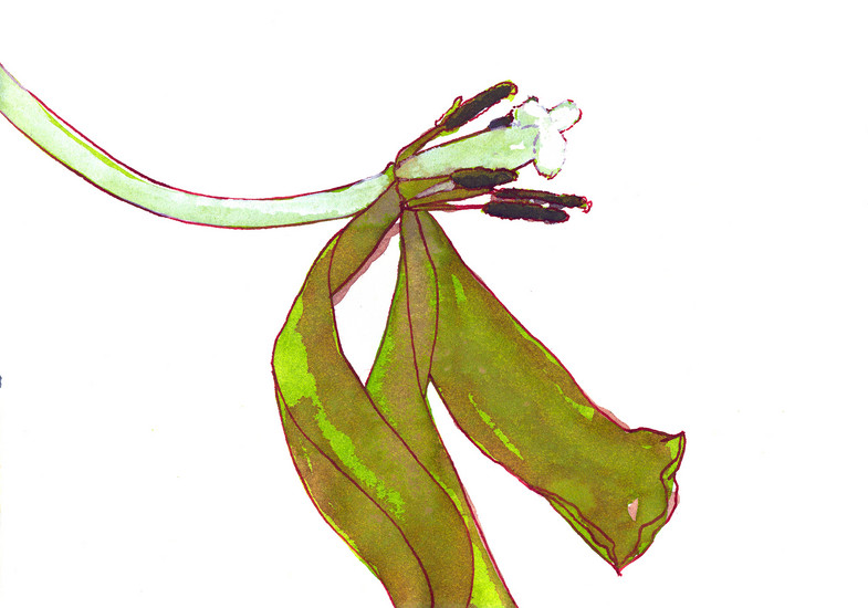 Groene tulp