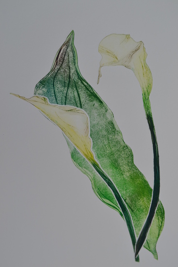 Calla IV