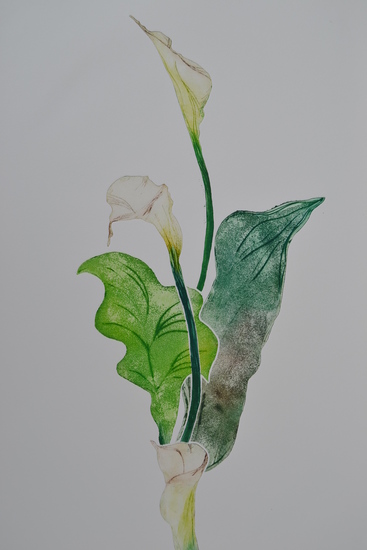 Calla VI