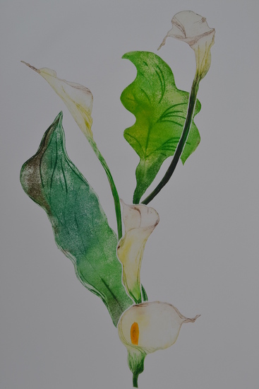 Calla VIII