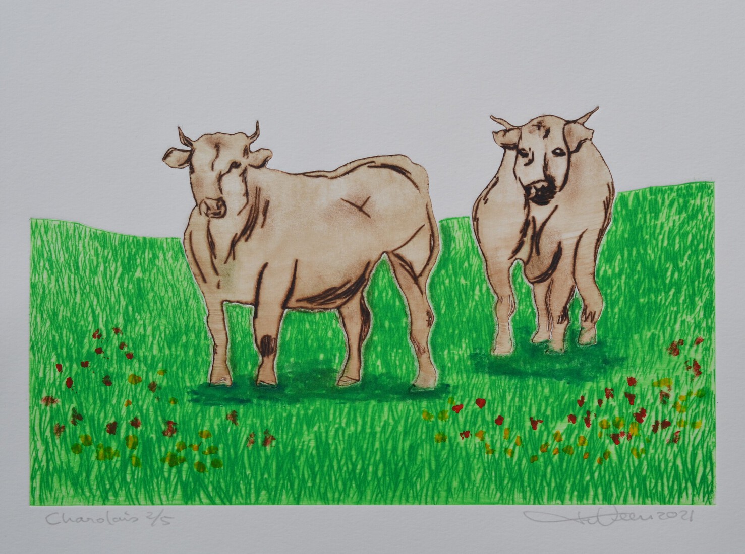 Charolais