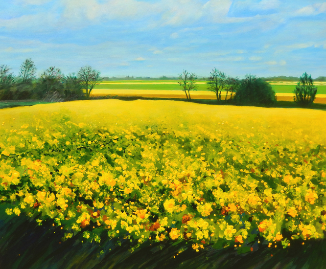 Gele velden in Cambridgeshire III