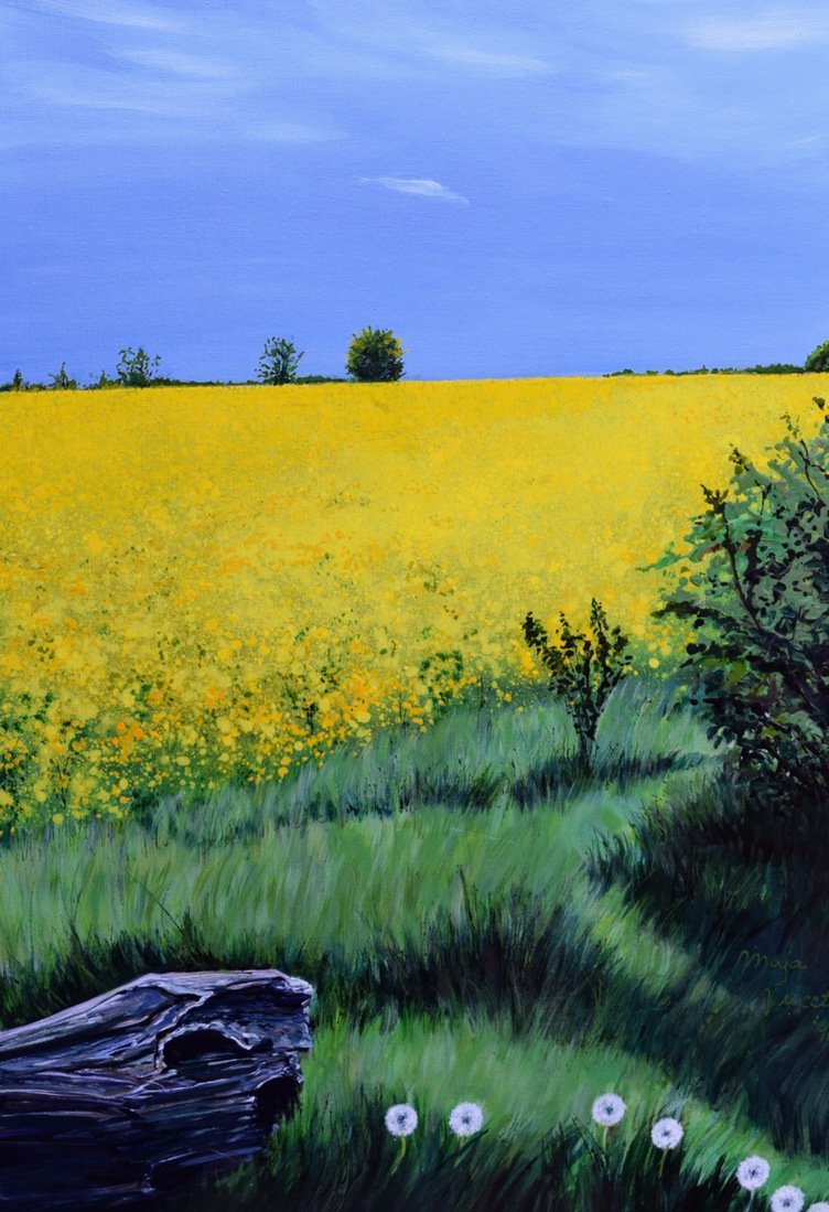 Yellow field of Yorkshire