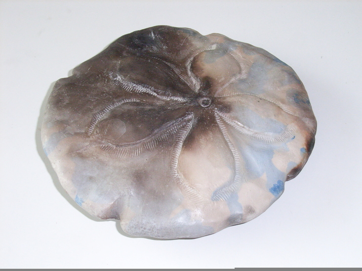 Sanddollar