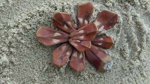 Expositie Wijkestein 2019/2020: beach art project.
Originelen zijn te koop. Alles is in kunstprint verkrijgbaar. Zie Kunstshop voor prijzen en formaten. 