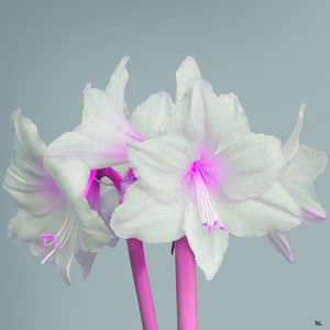 The magical and symbolic land of Fabulae. Invisible forces can bring about changes in material reality. 

digitally painted and printed on dibond and fine-art paper in various sizes