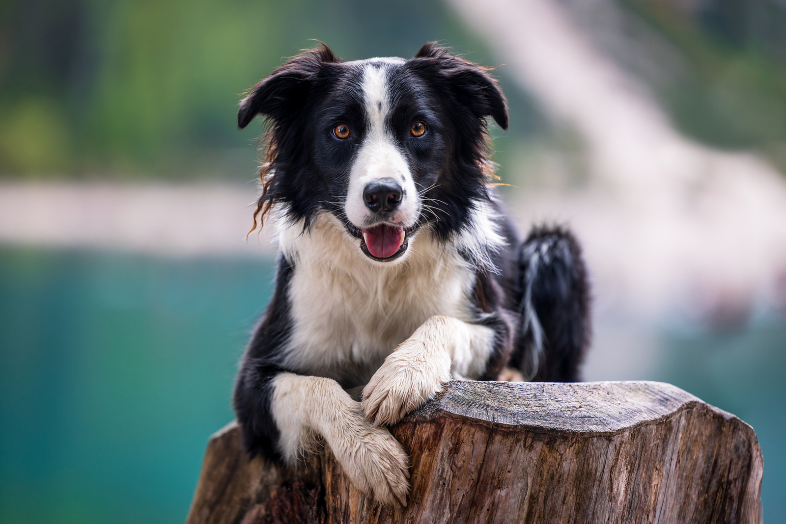 Maylo - Border Collie