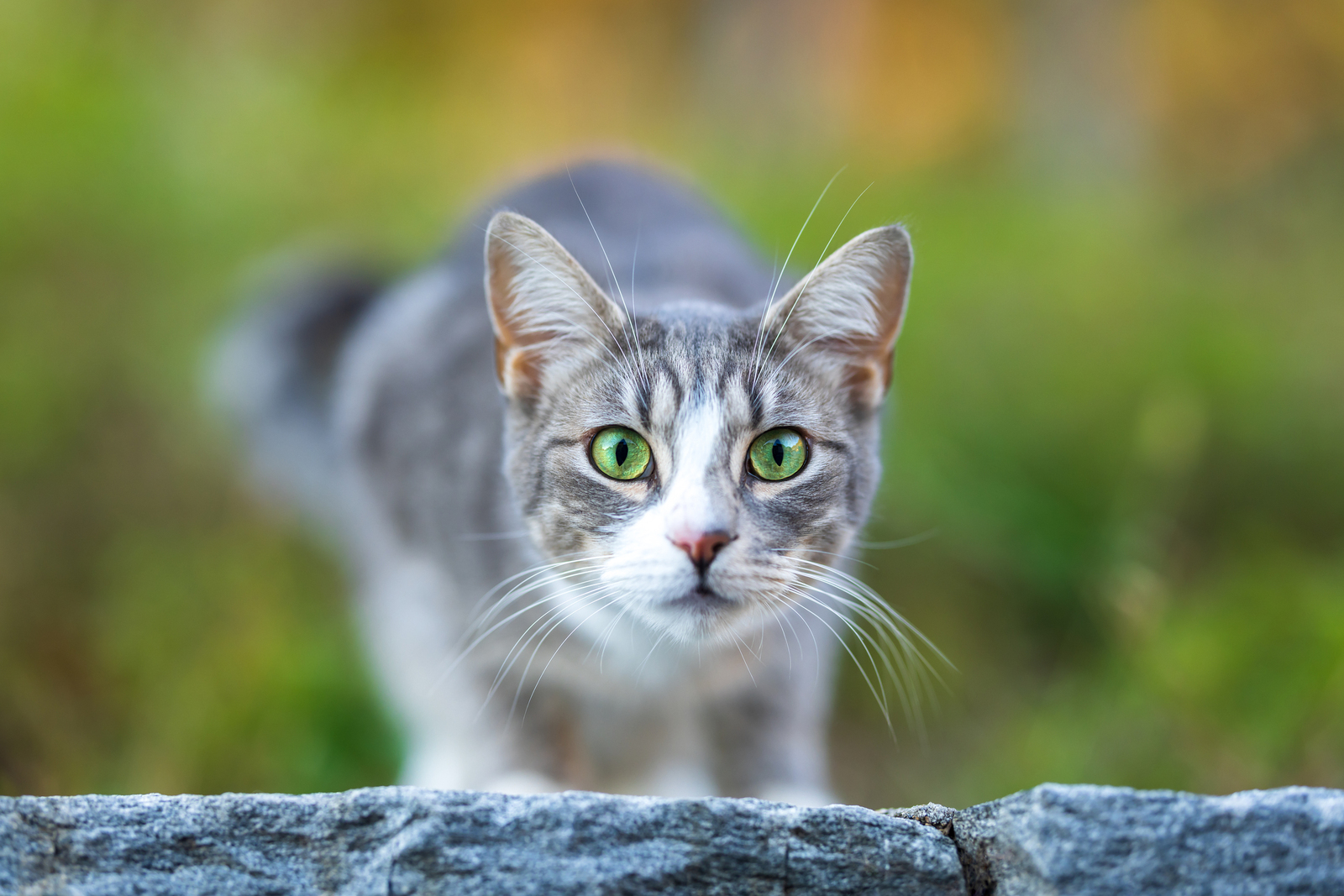 Giovedì - European Shorthair