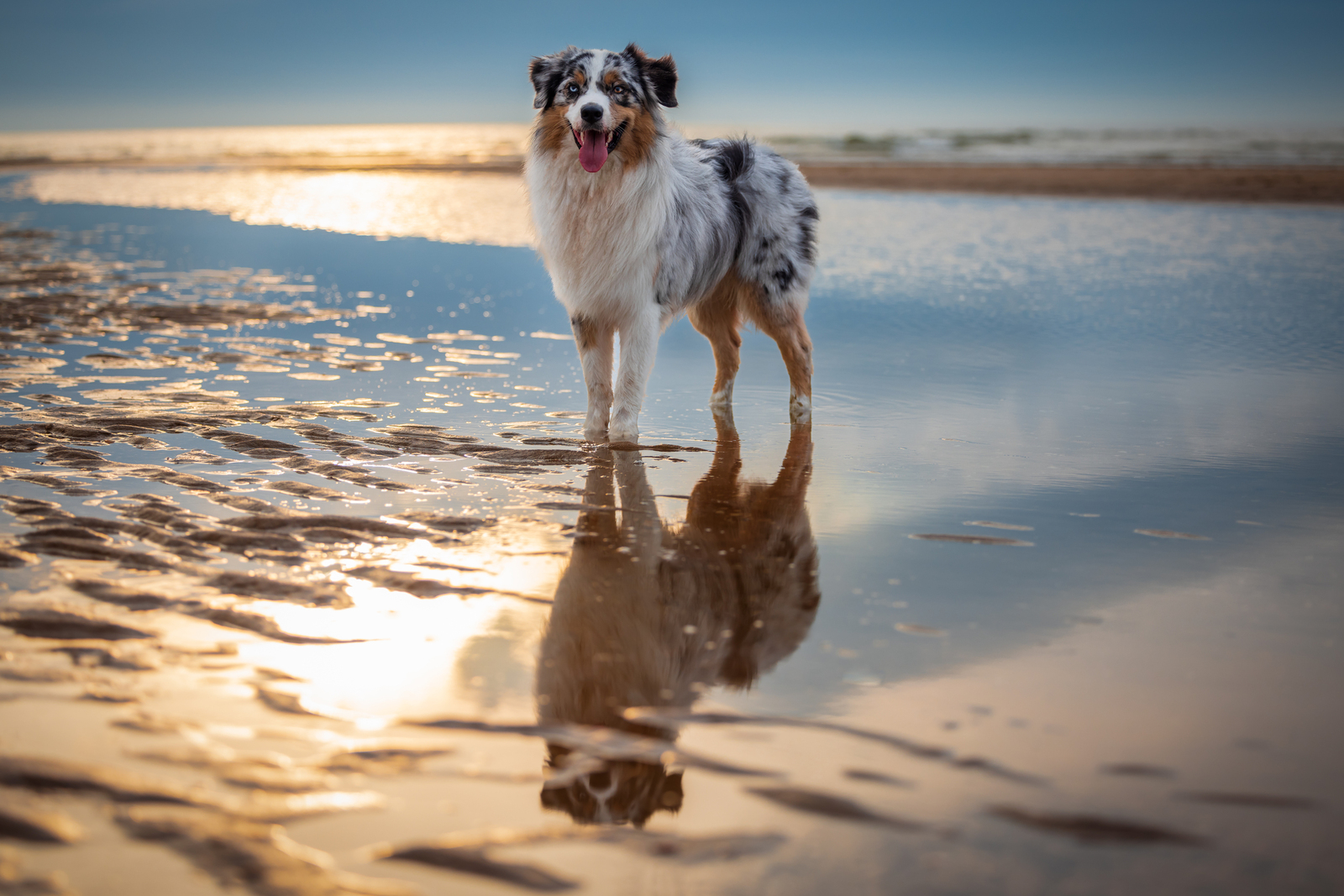 Bodie - Australian Shepherd