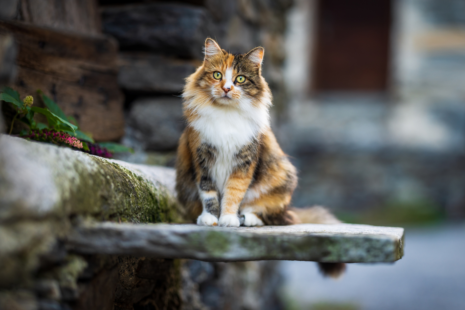 Maple - European Longhair