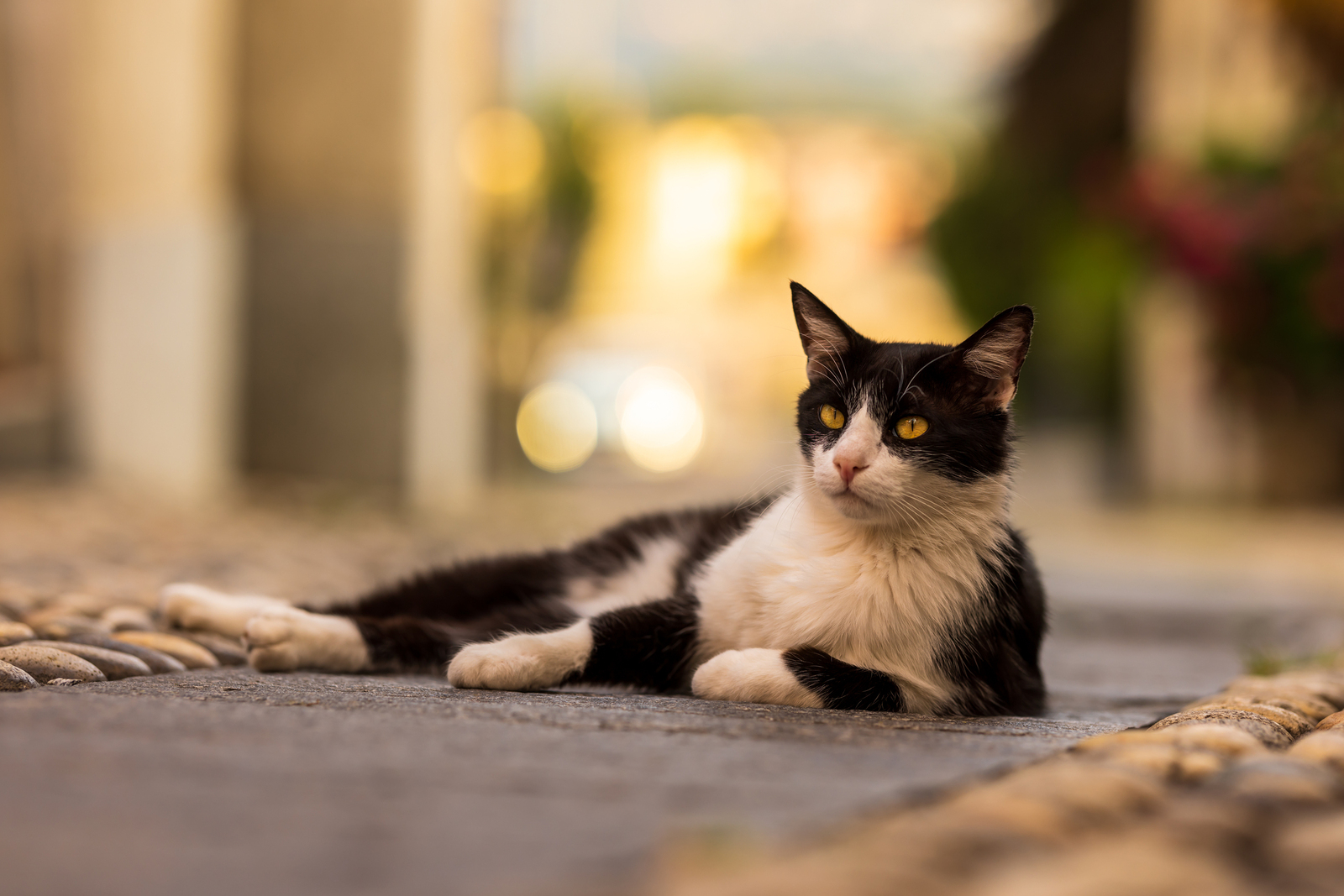 Titi - European Shorthair