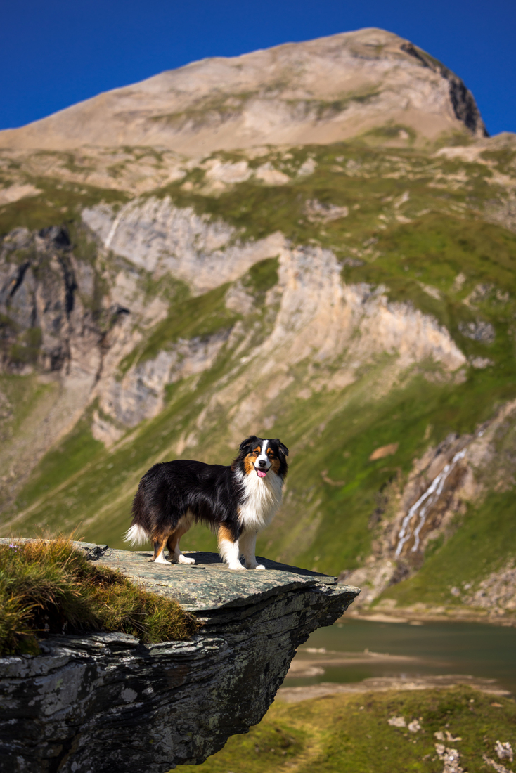 Nell - Australian Shepherd