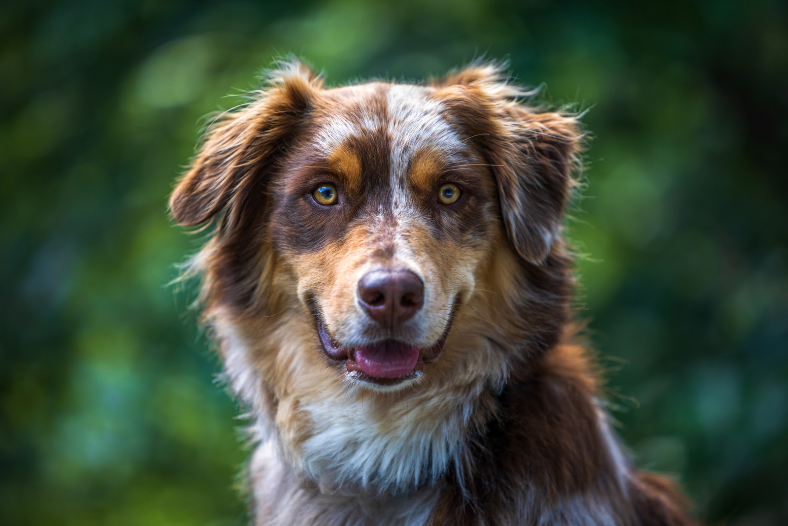 Monti - Australian Shepherd