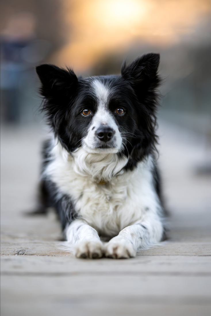 Sally - Border Collie Mix