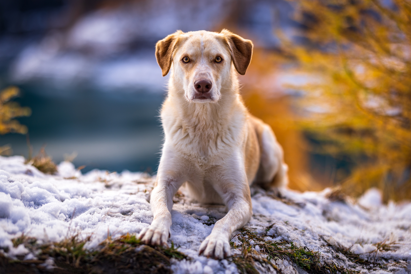 Naìra - Saarloos Wolf / Labrador Mix