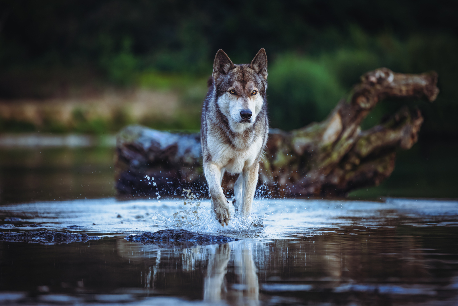 Nuka - Tamaskan Wolfdog