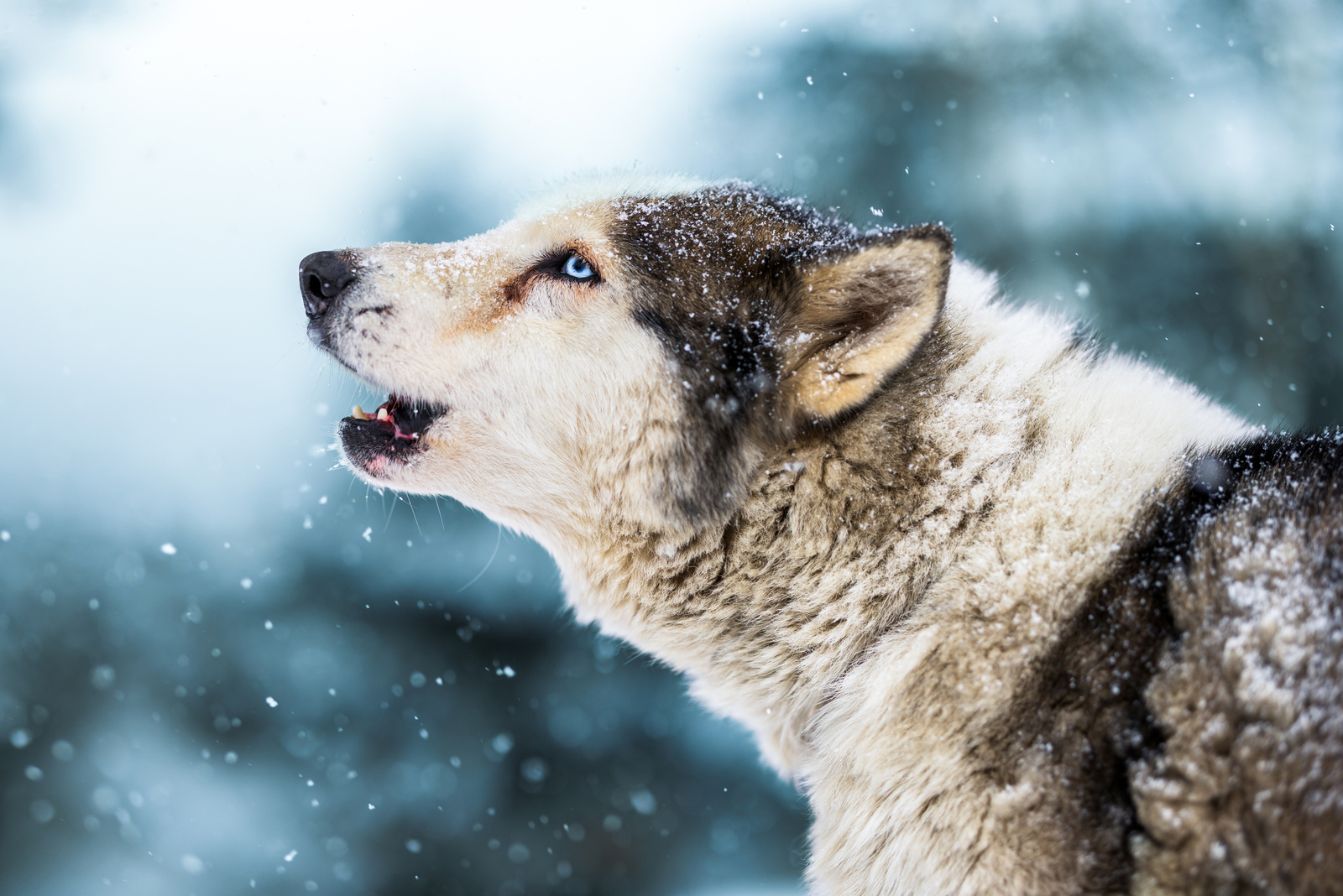 Batman - Siberische Husky