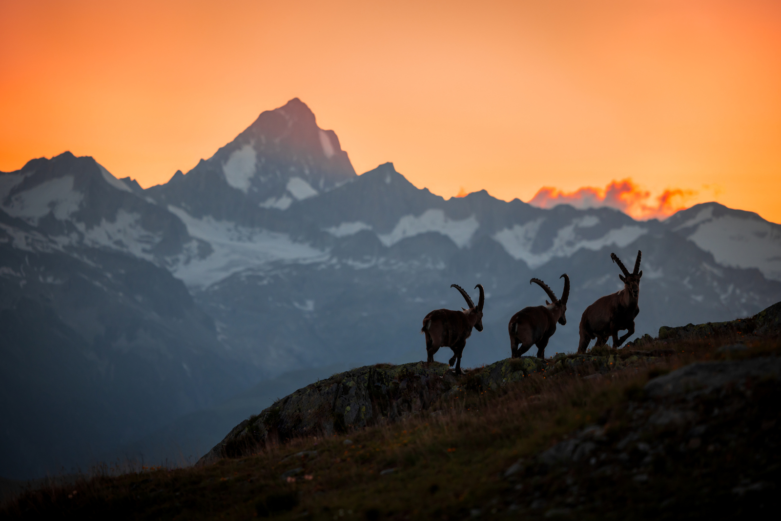 Alpine Ibexes - Nufenenpass - Ticino/Wallis - Switzerland