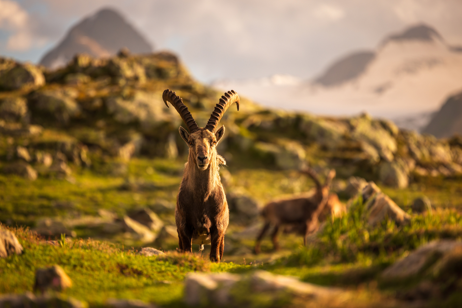 Alpine Ibexes - Nufenenpass - Ticino/Wallis - Switzerland