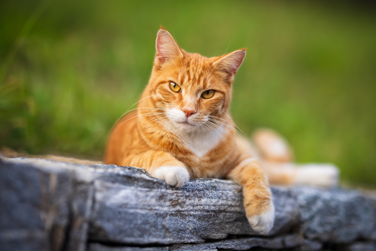 Rosso - European Shorthair
