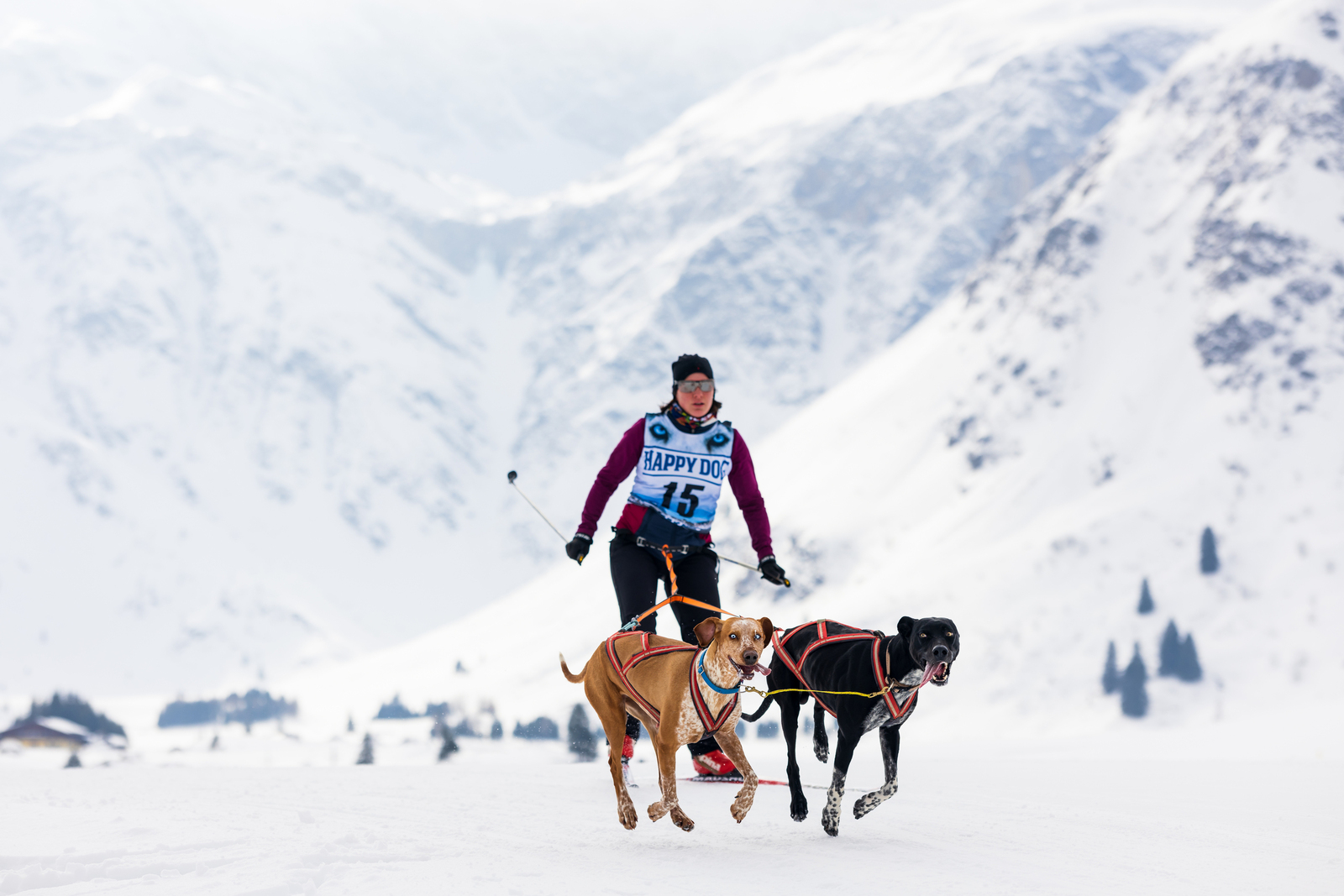 Schlittenhunderennen Sportgastein 2023 Tag 2 - Skijöring