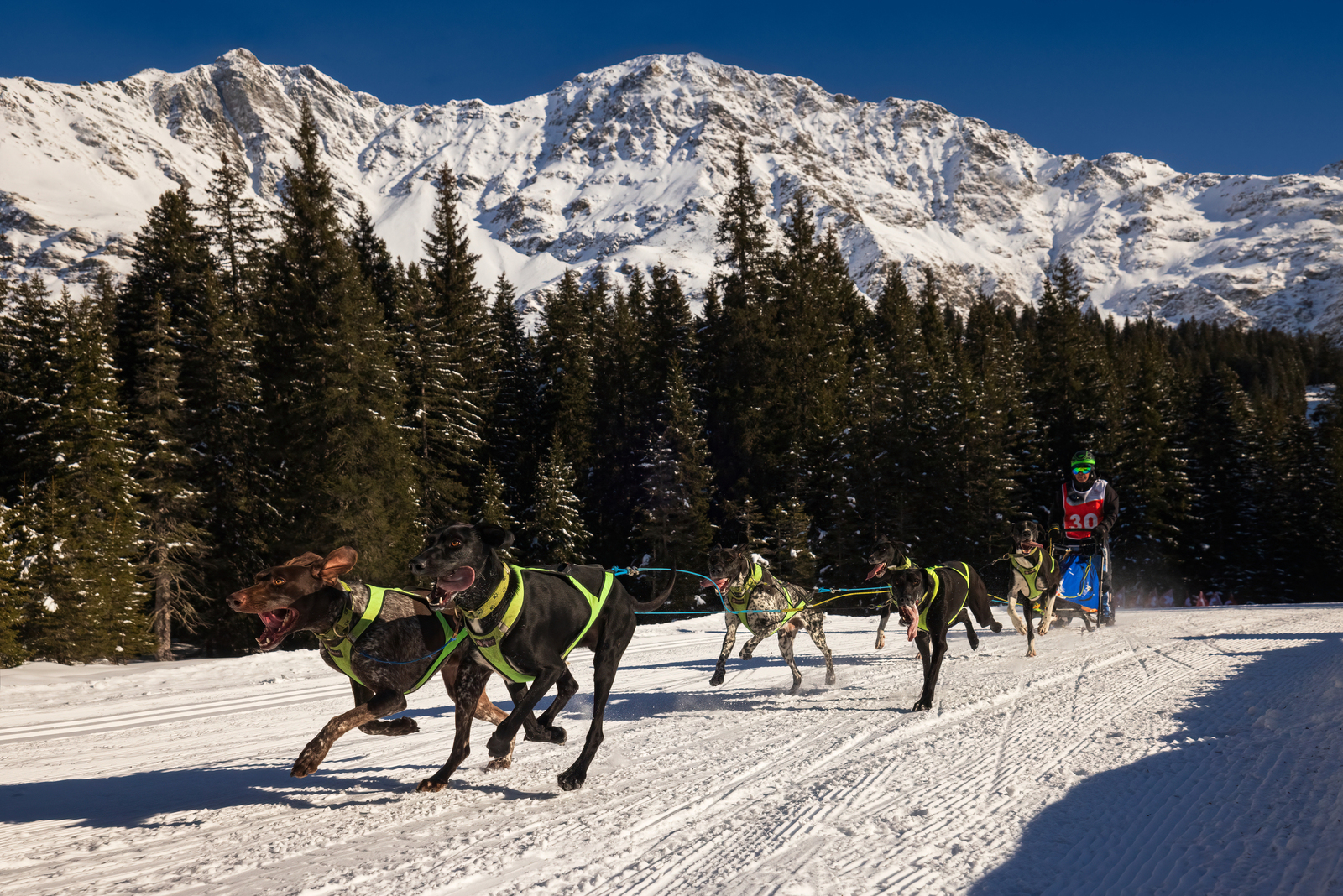 Internationales Schlittenhunderennen San Bernardino, Switzerland, 2024 Tag 1