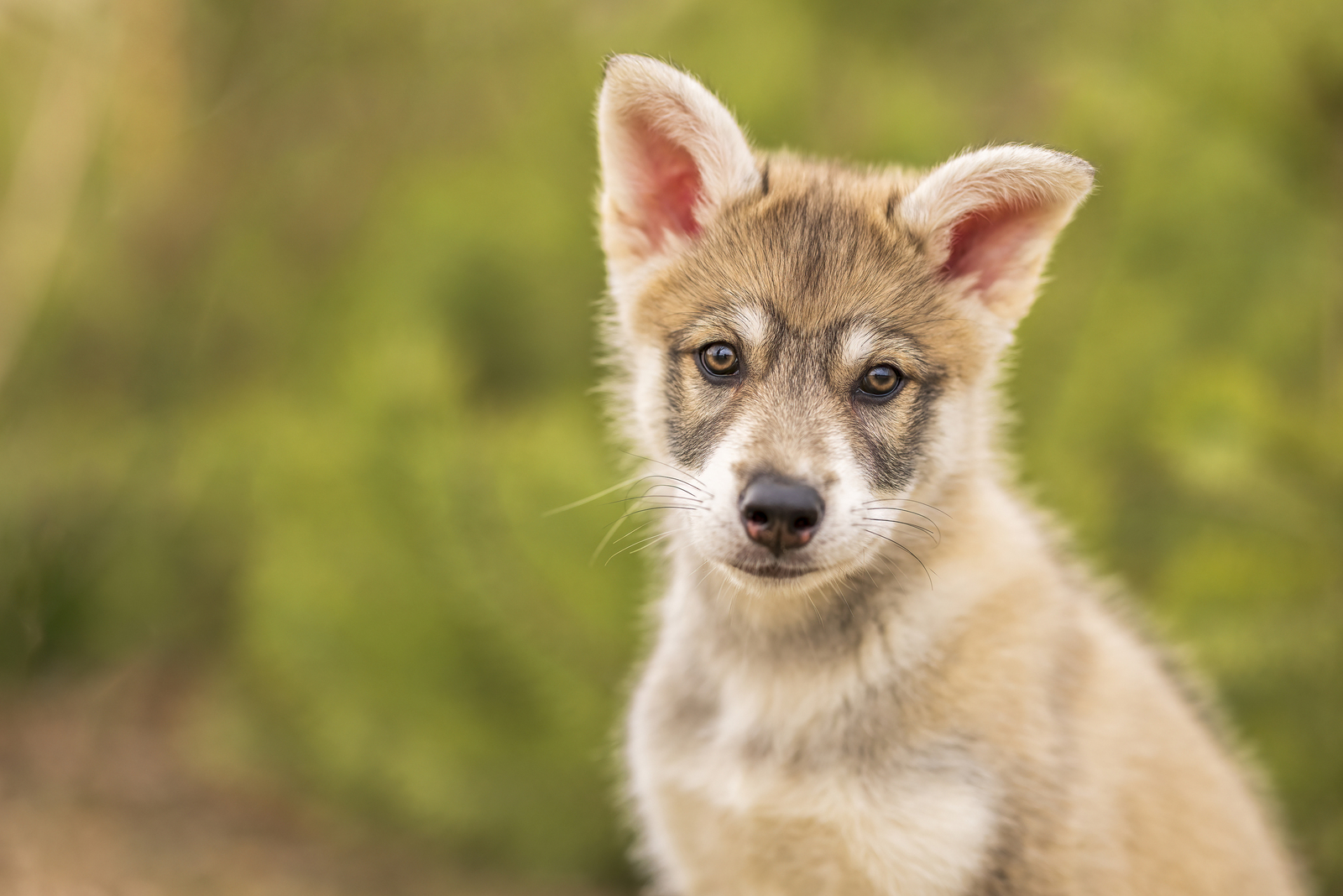 Kaja - Tamaskan Wolf Dog Puppy