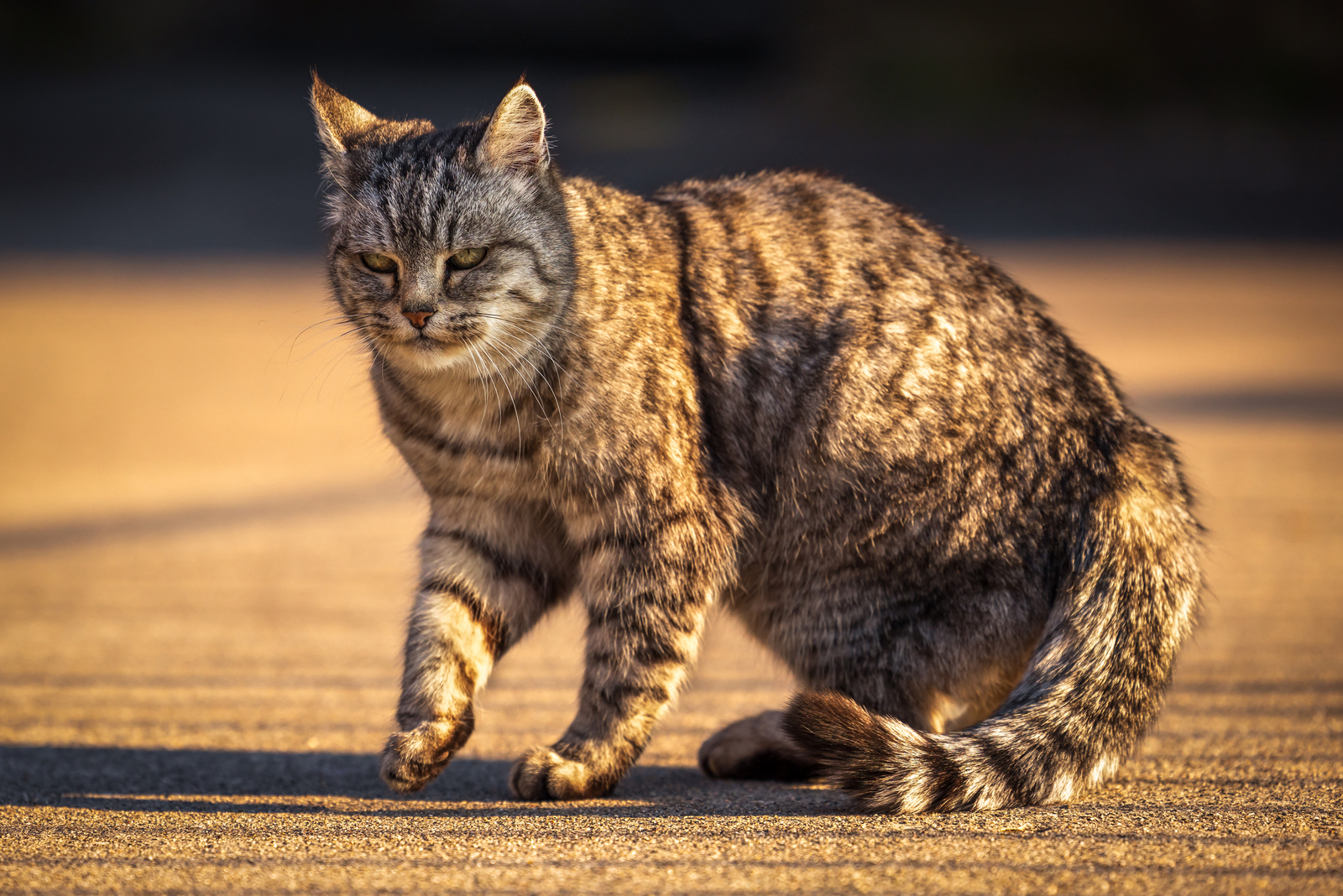 Dixi - European Shorthair