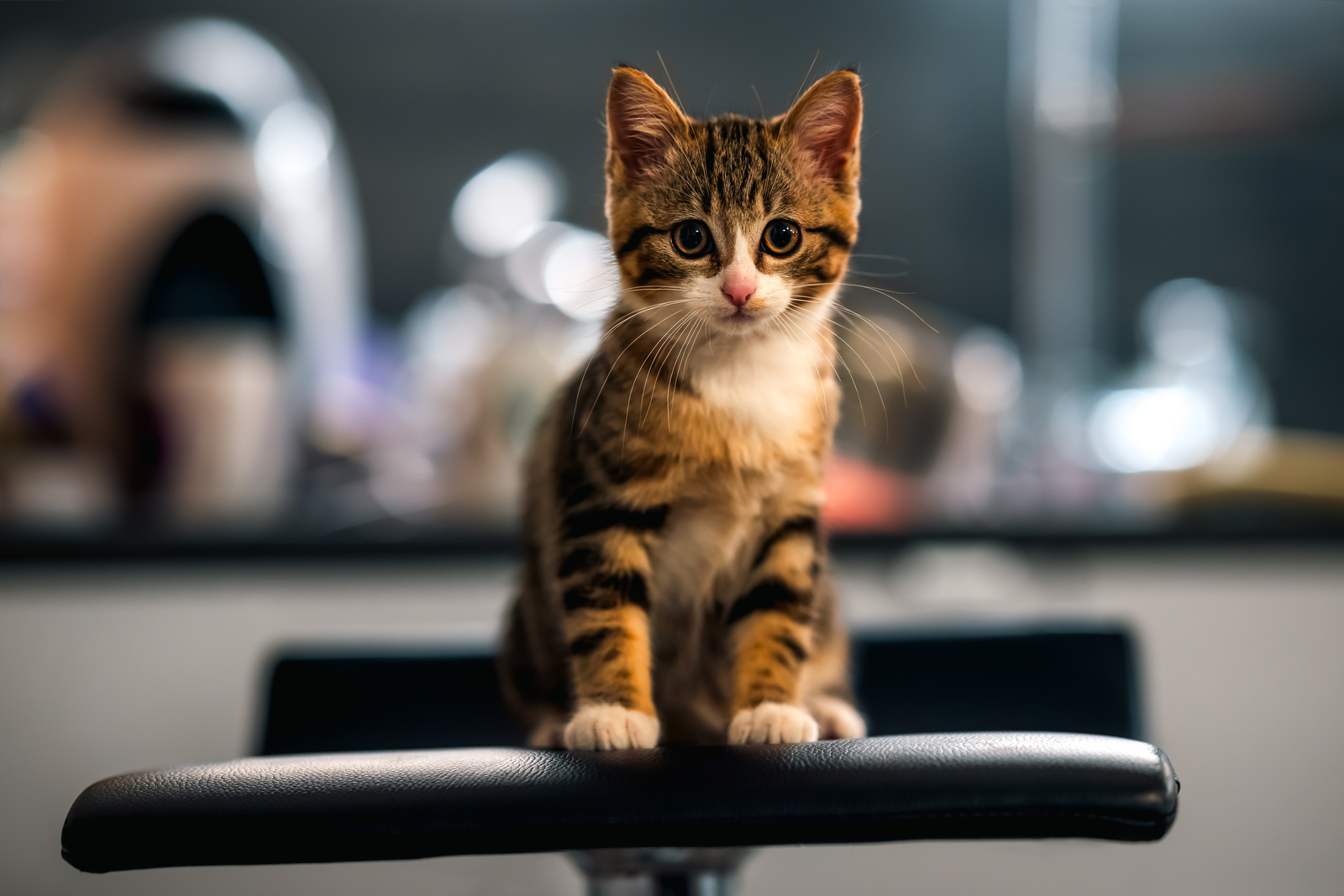 Zelda - European Shorthair Kitten