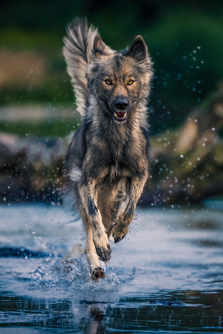 Ella - Tamaskan Wolf Dog