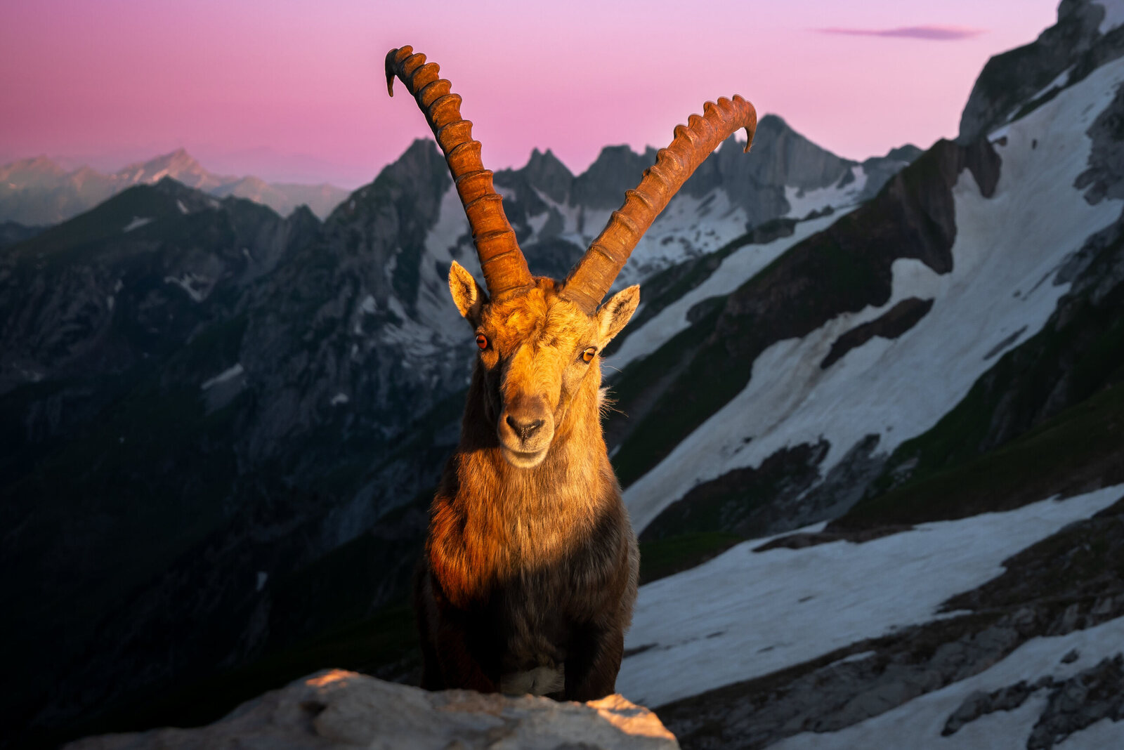 Alpine Ibex in the first Light