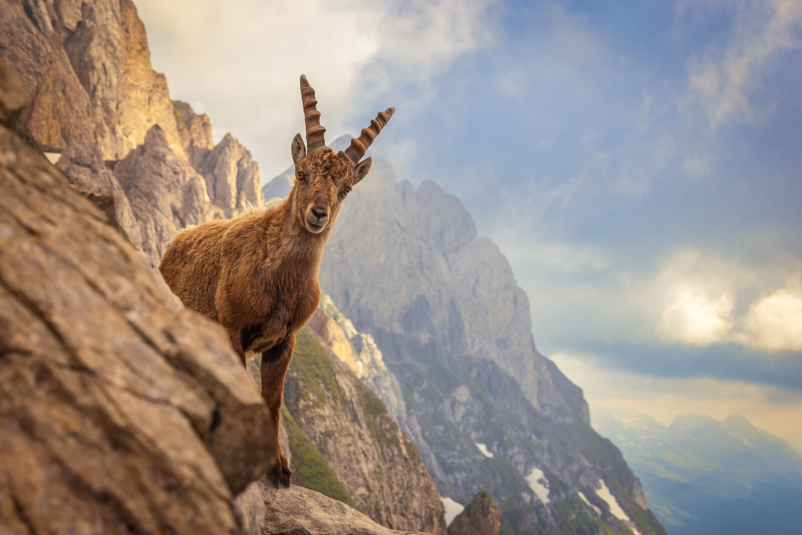 Curious Alpine Ibex