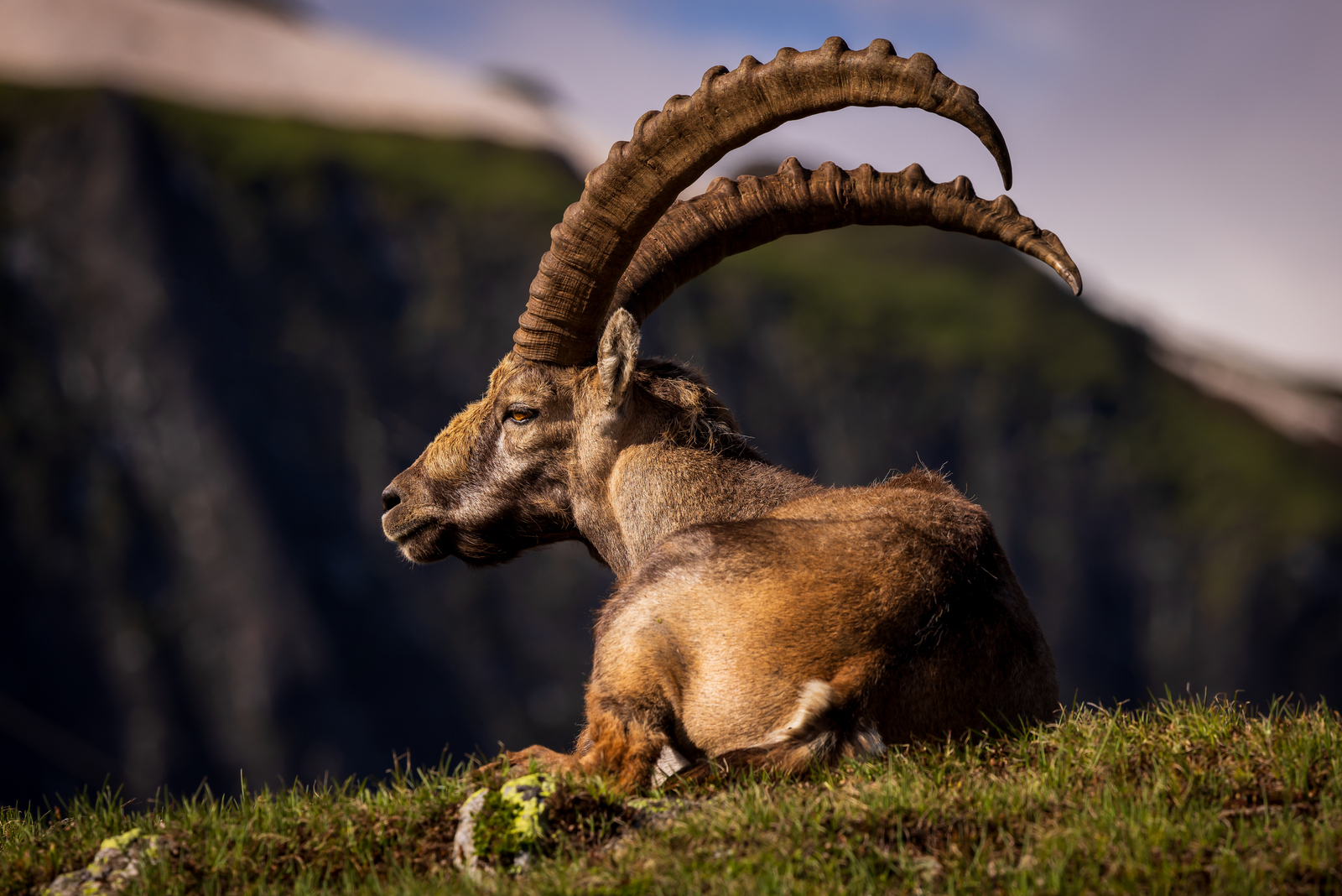 Alpine Ibex
