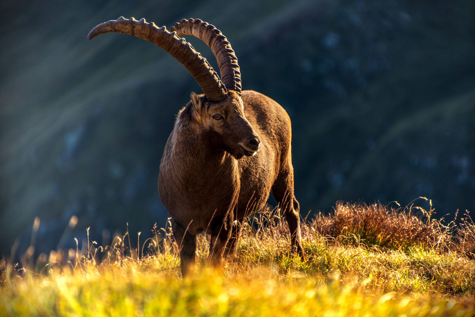 Alpine Ibex
