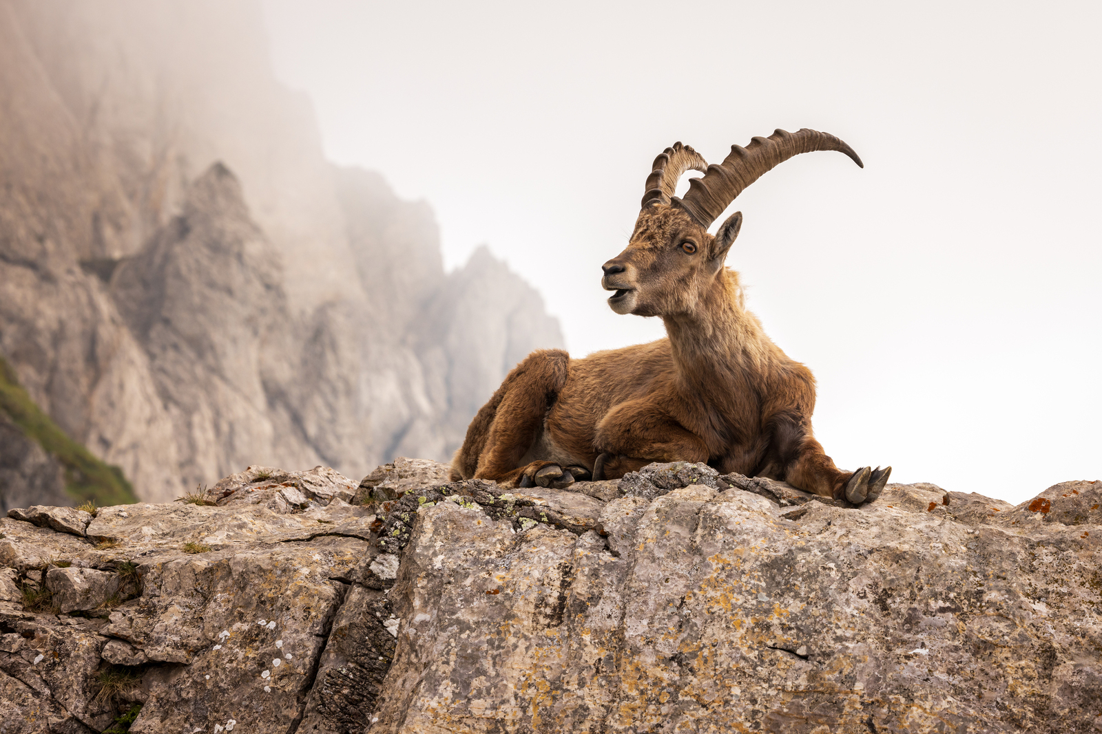 Speaking Ibex